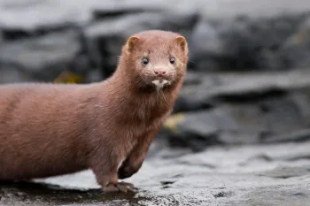 Brown mink standing on a wet, rocky surface