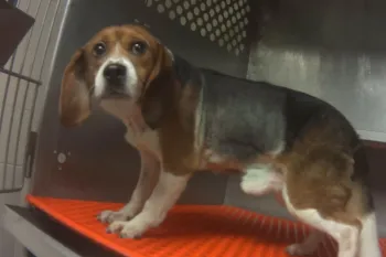 Beagle dog standing inside a metal enclosure 