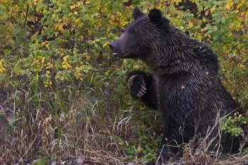 Brown bear sitting amidst lush vegetation
