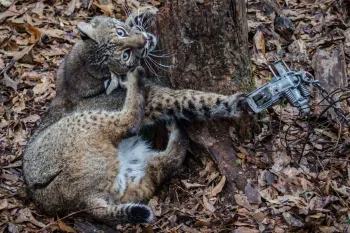 Distressed bobcat caught in an animal trap in a forested area.