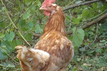 chicken, caged farm animals, farm animal welfare, factory farming