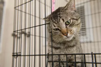 Cat in a cage