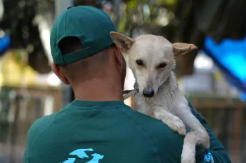 A person is seen from behind, holding a dog