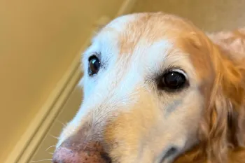 Golden retriever looking at the camera