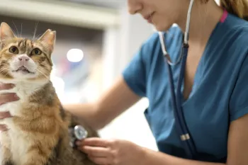 Close-up of female vet examining a kitten with stethoscope in vet clinic