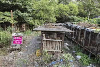 Dogs peek out of rusted cages at a dog meat farm in Gangjin County, South Korea. Humane World for Animals rescued these dogs and the other dozens on the farm in September 2026.