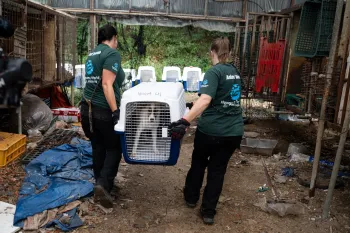 Two Humane World for Animals rescue team members carry a dog in a crate out of our final dog meat farm rescue in South Korea. In the background, several dogs sit in their own travel carriers and wait to be taken to safety.