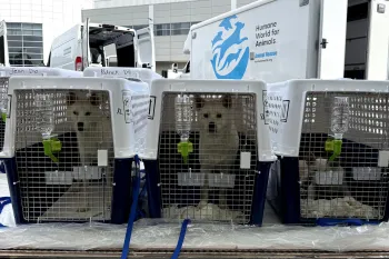 three dog kennels lined up on the ground after being unloaded from a plane
