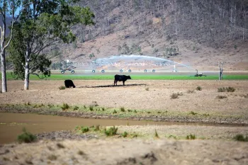 Two black angus cows graze in a field of dead grass. In the background, a sprinkler waters a lush, bright green field in the middle of a drought.