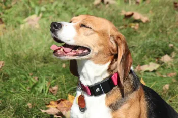 Beagle is sitting on grass with its eyes closed 