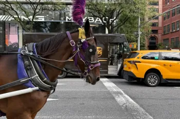 A horse wearing purple tack and a tall feathered plume is pulling a carriage through a city street.