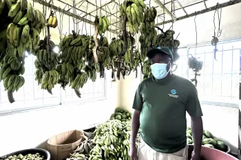 Our banana cool store at SCCRL