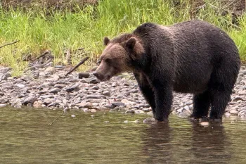 Bear at the side of a water embankment