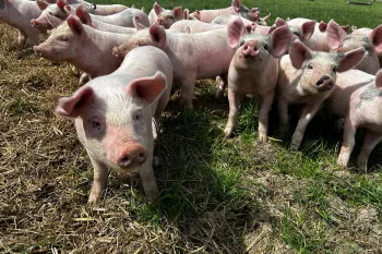 Pigs in the grass
