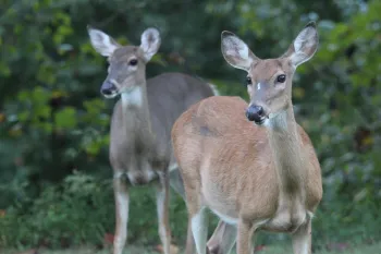 Two deer stand in a lush, green woodland clearing.