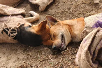 In a significant joint effort, Assam Police and four animal protection organizations, JBF (Just Be Friendly), Humane World for Animals India (formerly Humane Society International/India), UCI Foundation and Anaajoree have come together to rescue 26 dogs believed to have been destined for the dog meat trade