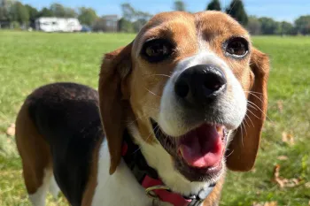 Beagle stands on a grassy field