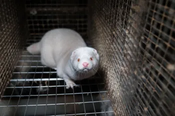 Tun i Floa mink fur farm in Iceland 18 November 2025
