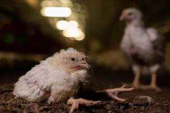 Chickens suffering at a farm