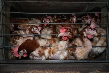 Laying hens exhibiting feather loss press against the bars of a crowded cage at an egg farm.