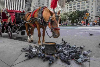 Horse-drawn carriage and horse at the side of a city street