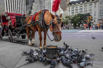 Horse-drawn carriage and horse on a city street