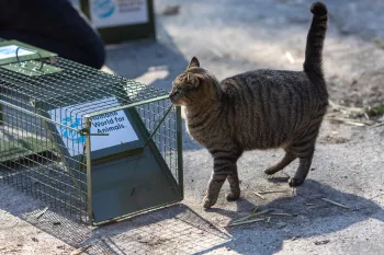 Eine neugierige Straßenkatze schnuppert an einer Lebendfalle von Humane World for Animals.