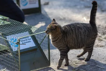 As part of our ongoing TNR work in Germany, our team collaborated with local animal welfare organizations by helping to set up traps, transport cats to veterinary appointments for spay/neuter procedures, and return them safely to their familiar surroundings afterward.