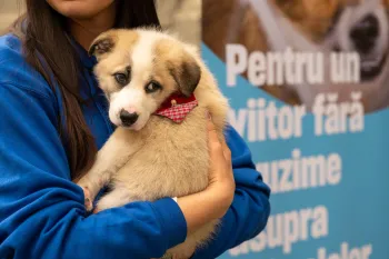A person holding a puppy