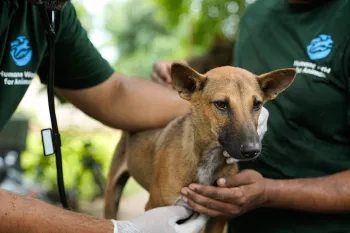 Two people holding a tan street dog