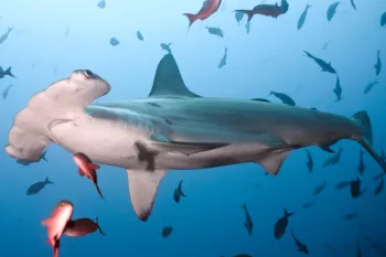 Hammerhead shark swimming