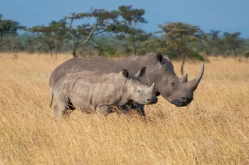Wild rhinos in a field in Kenya