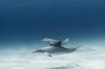 Dolphins underwater