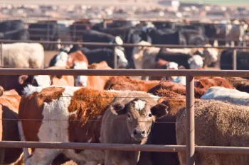 Cows in a feed lot