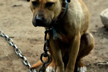 Dog outside with chain