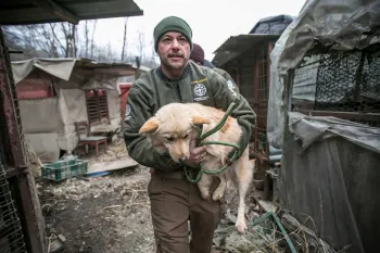 Adam Parascandola,HSI's Director of Animal Protection and Crisis Response, rescues Ava, a goldern retriever headed to Pennsylvania