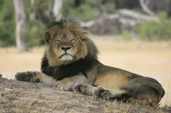 Cecil the lion