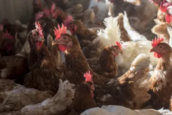 Chickens