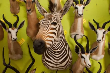 Wildlife trophies