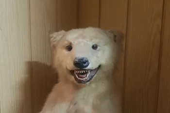 Polar bear cub trophy