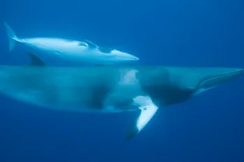 Minke whales