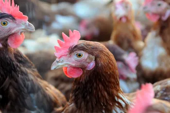 Chicken
