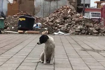 Dog in front of rubble