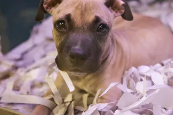 Pet shop puppy