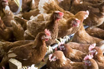Cage-free hens
