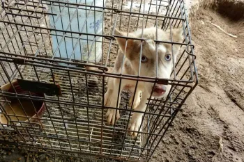Dog rescued from the dog meat trade in China.