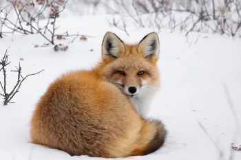 Fox in the snow