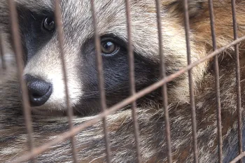 Raccoon dog in a cage