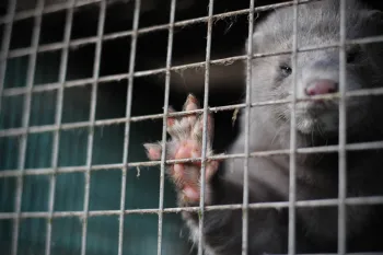 Mink on a fur farm