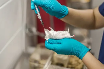 Feeding a drug to a mouse